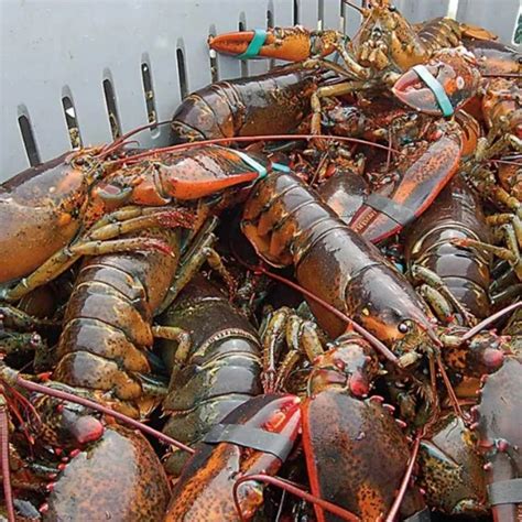 when are lobsters cheapest